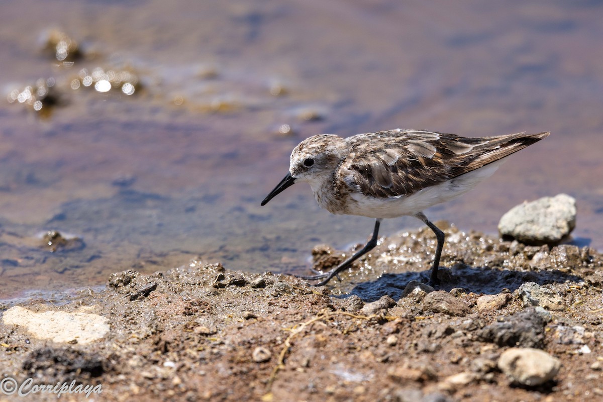 Little Stint - ML646592346