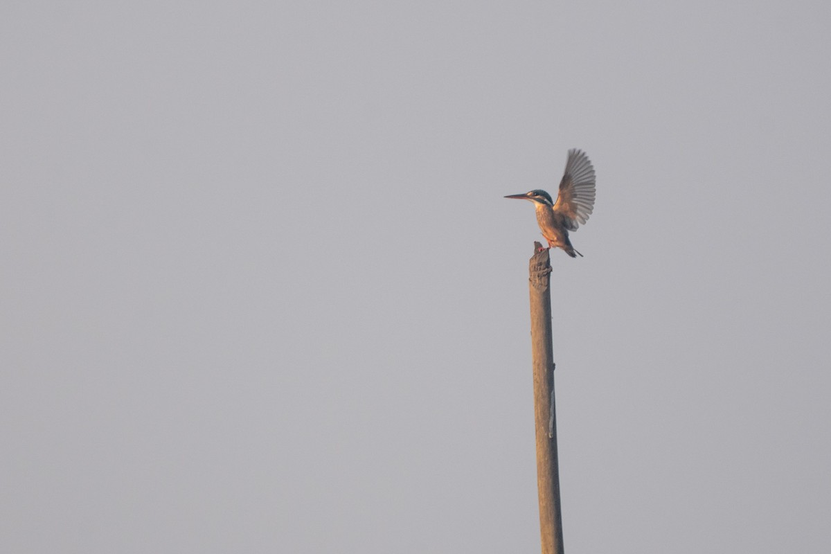 Номин шогшир - ML646592350