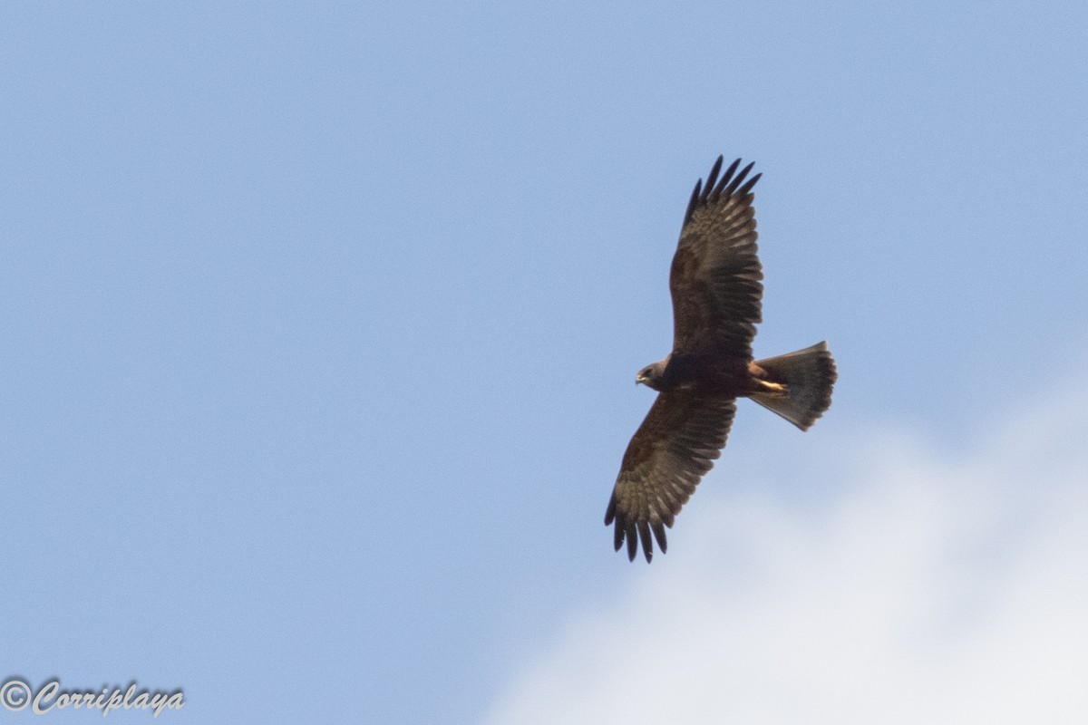 Western Marsh Harrier - ML646592351