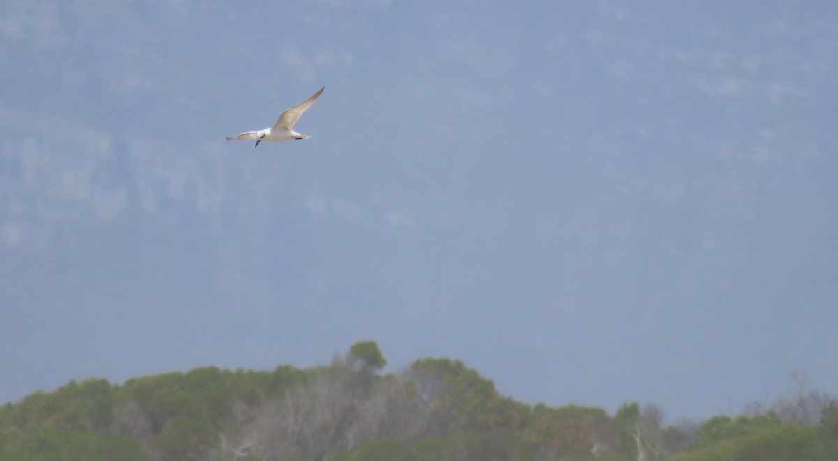 Gull-billed Tern - ML646592355