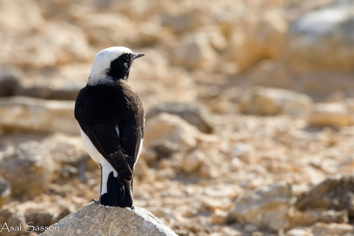 Mourning Wheatear - ML646592356
