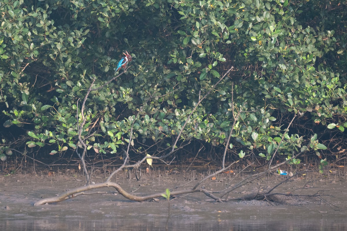 White-throated Kingfisher - ML646592359