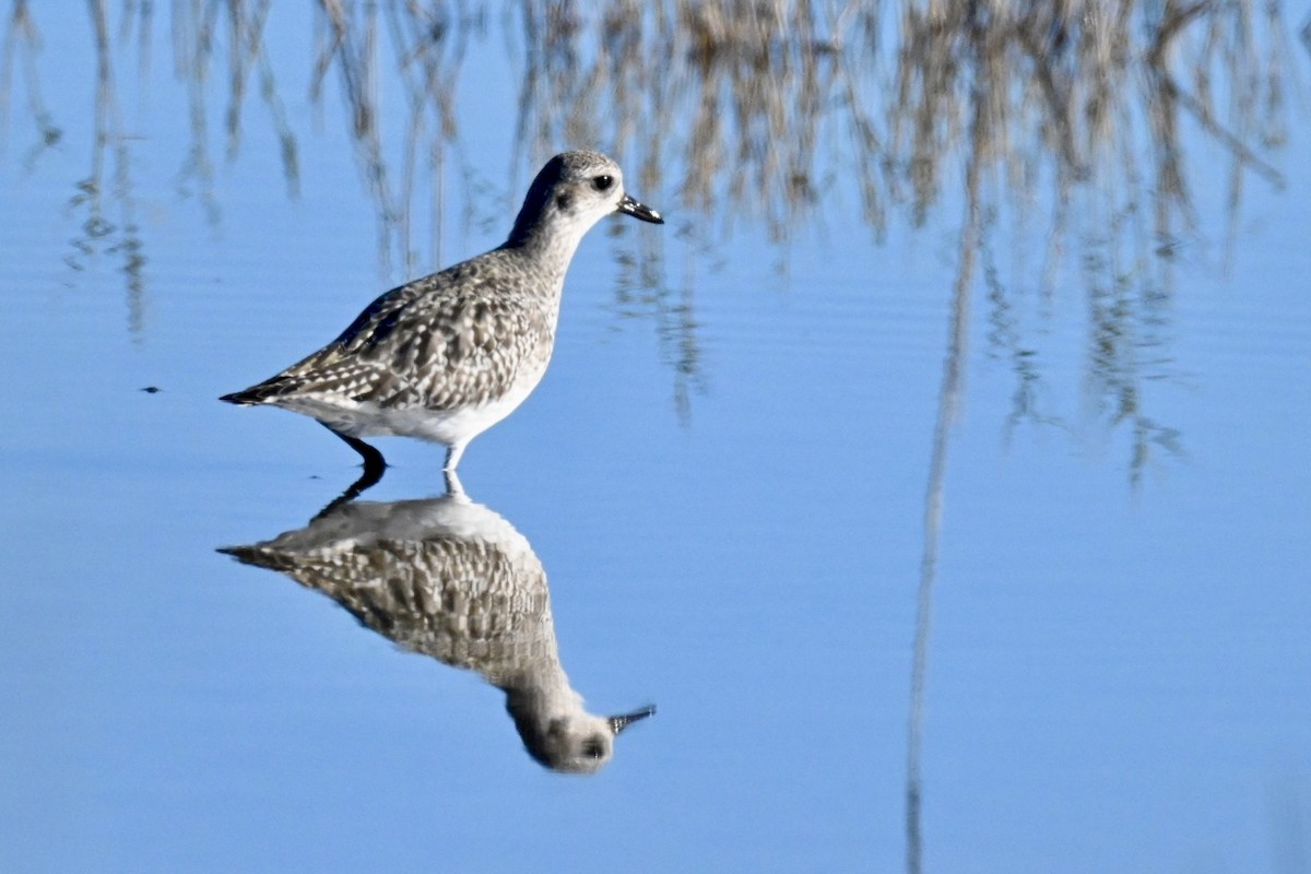 חופזי מנומר - ML646592360