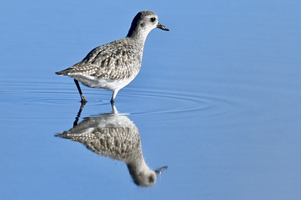 חופזי מנומר - ML646592361