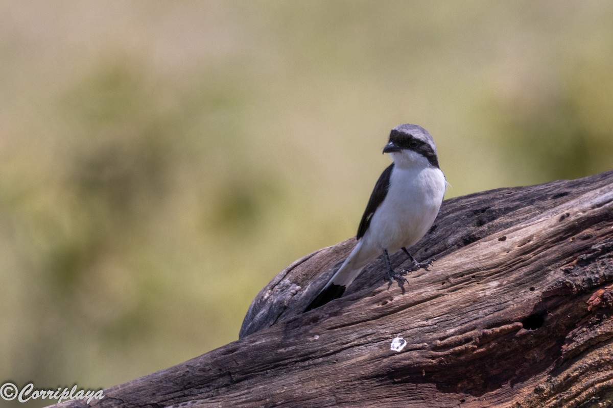 Gray-backed Fiscal - ML646592362