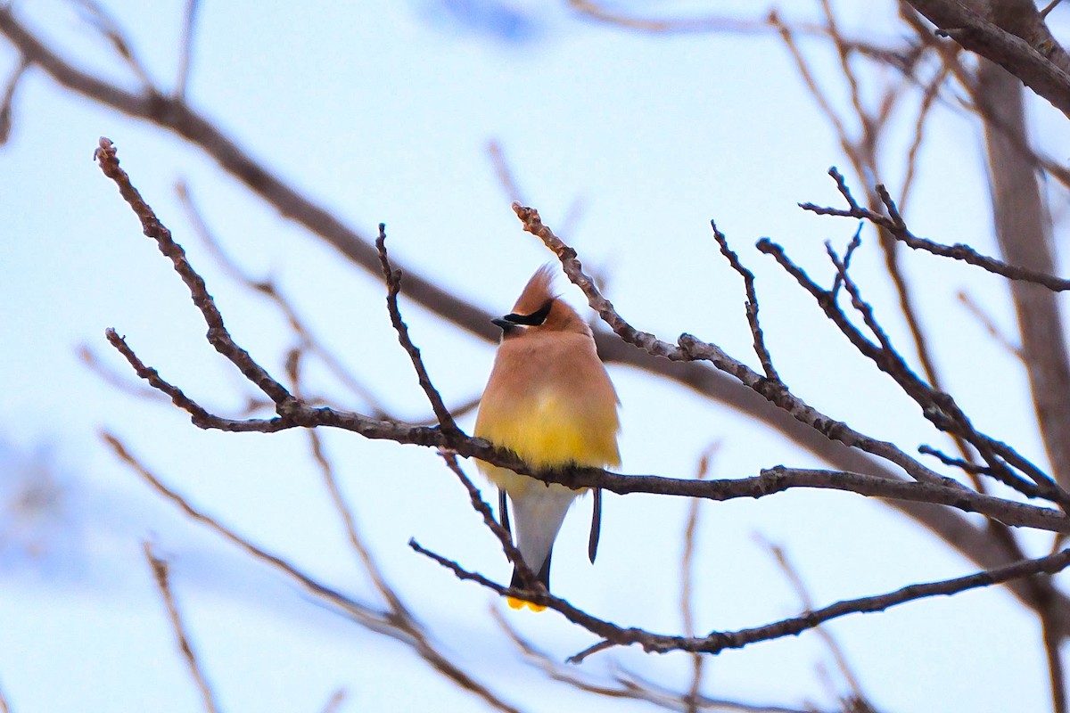 Cedar Waxwing - ML646592363