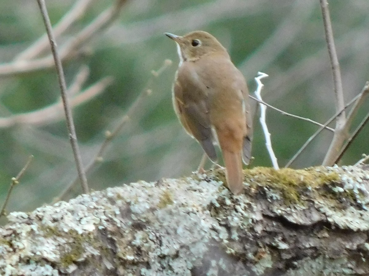 Дрізд-короткодзьоб плямистоволий - ML646592365