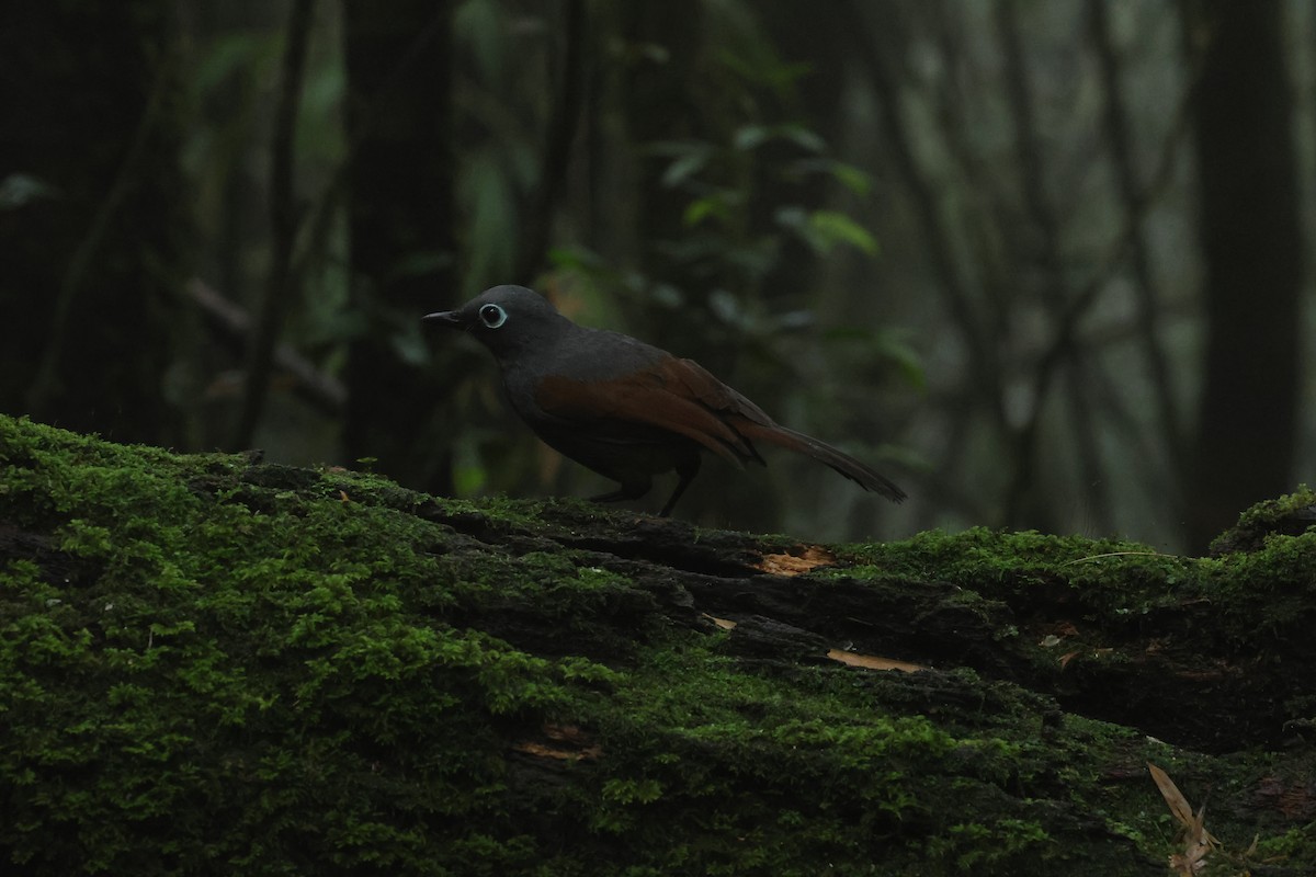 Sunda Laughingthrush - ML646592375