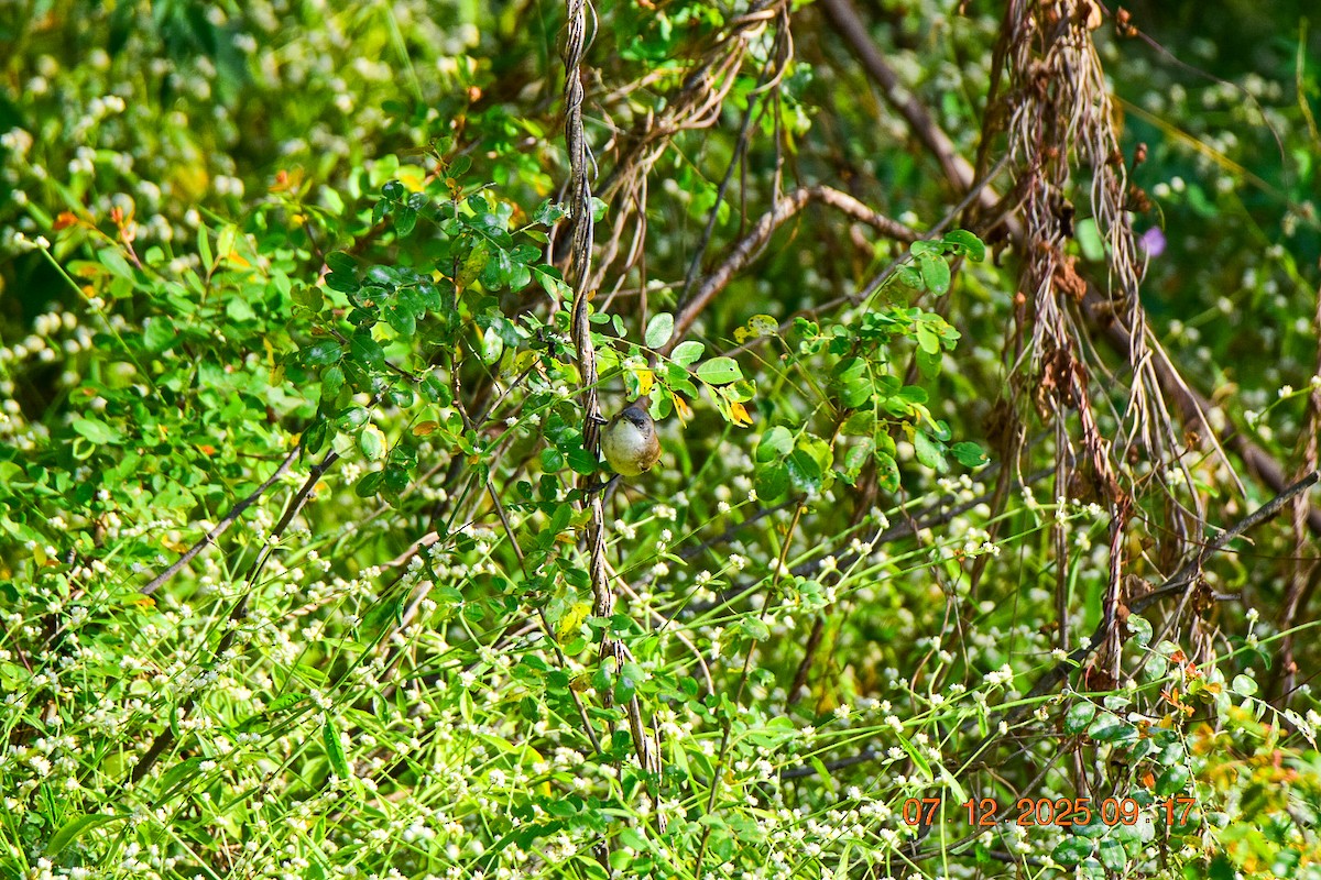 Lesser Whitethroat - ML646592377