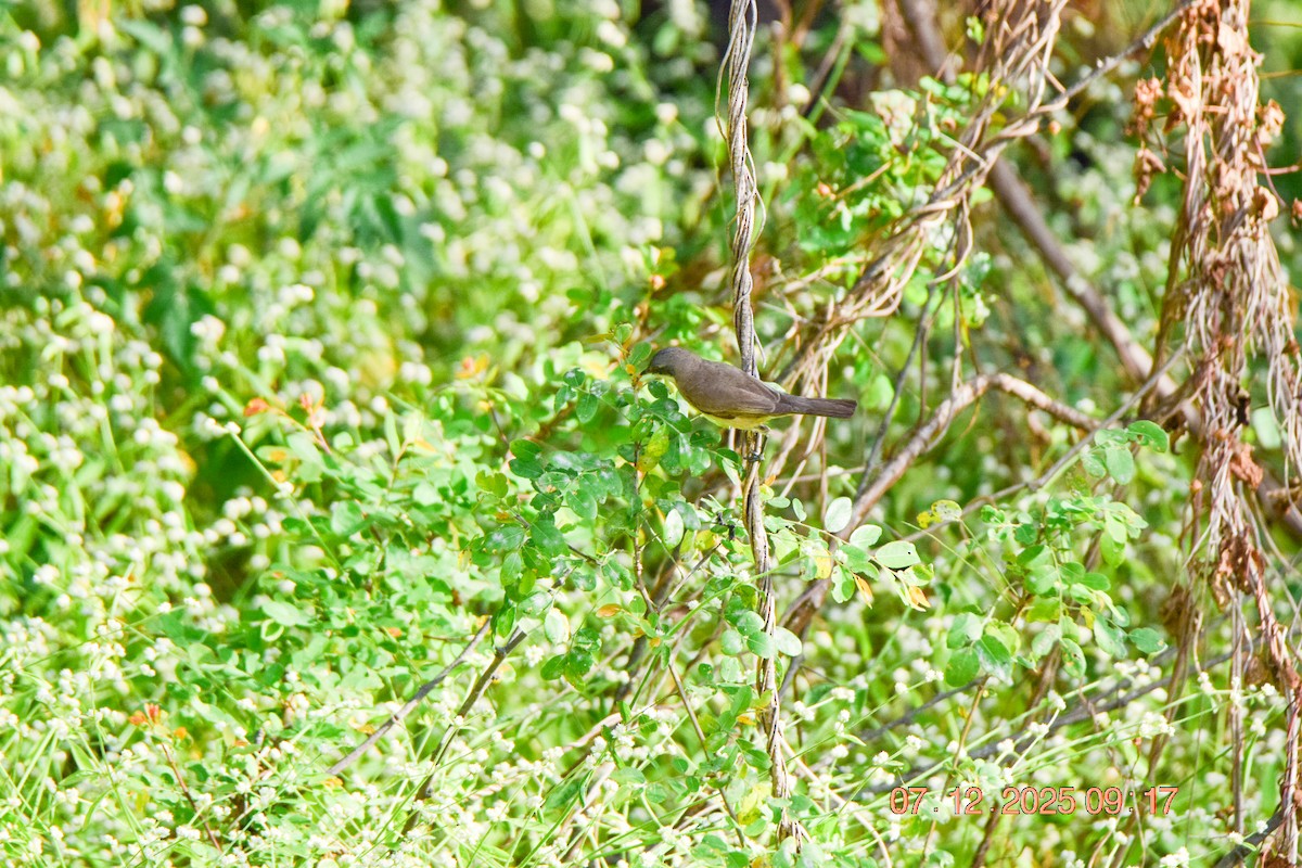 Lesser Whitethroat - ML646592378