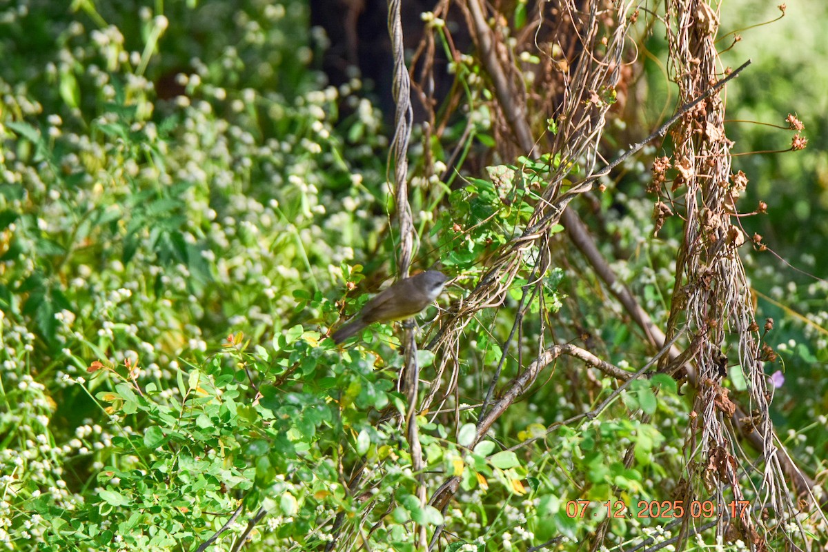 Lesser Whitethroat - ML646592379