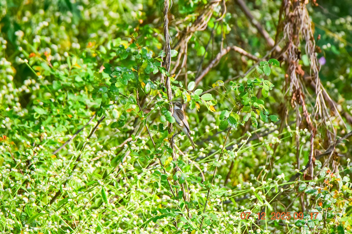 Lesser Whitethroat - ML646592380