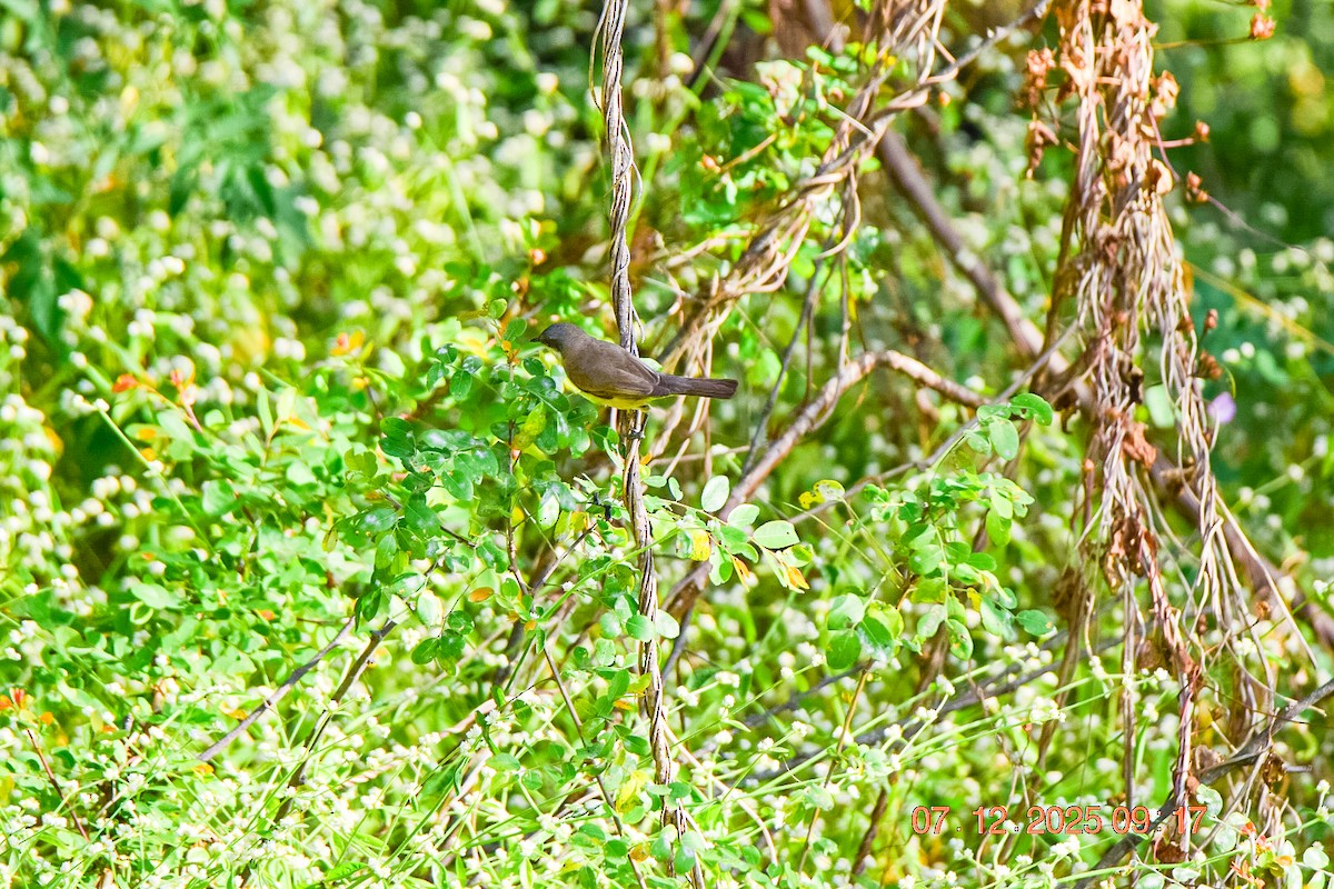 Lesser Whitethroat - ML646592381