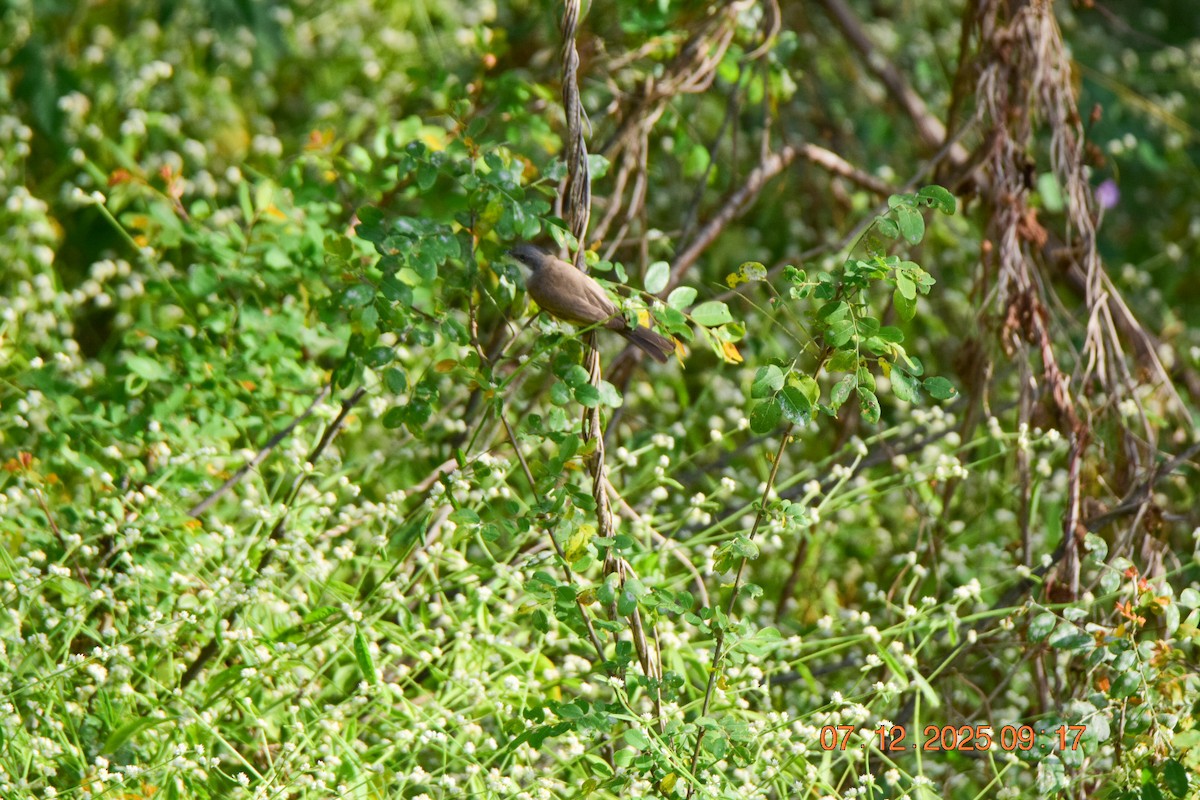 Lesser Whitethroat - ML646592382