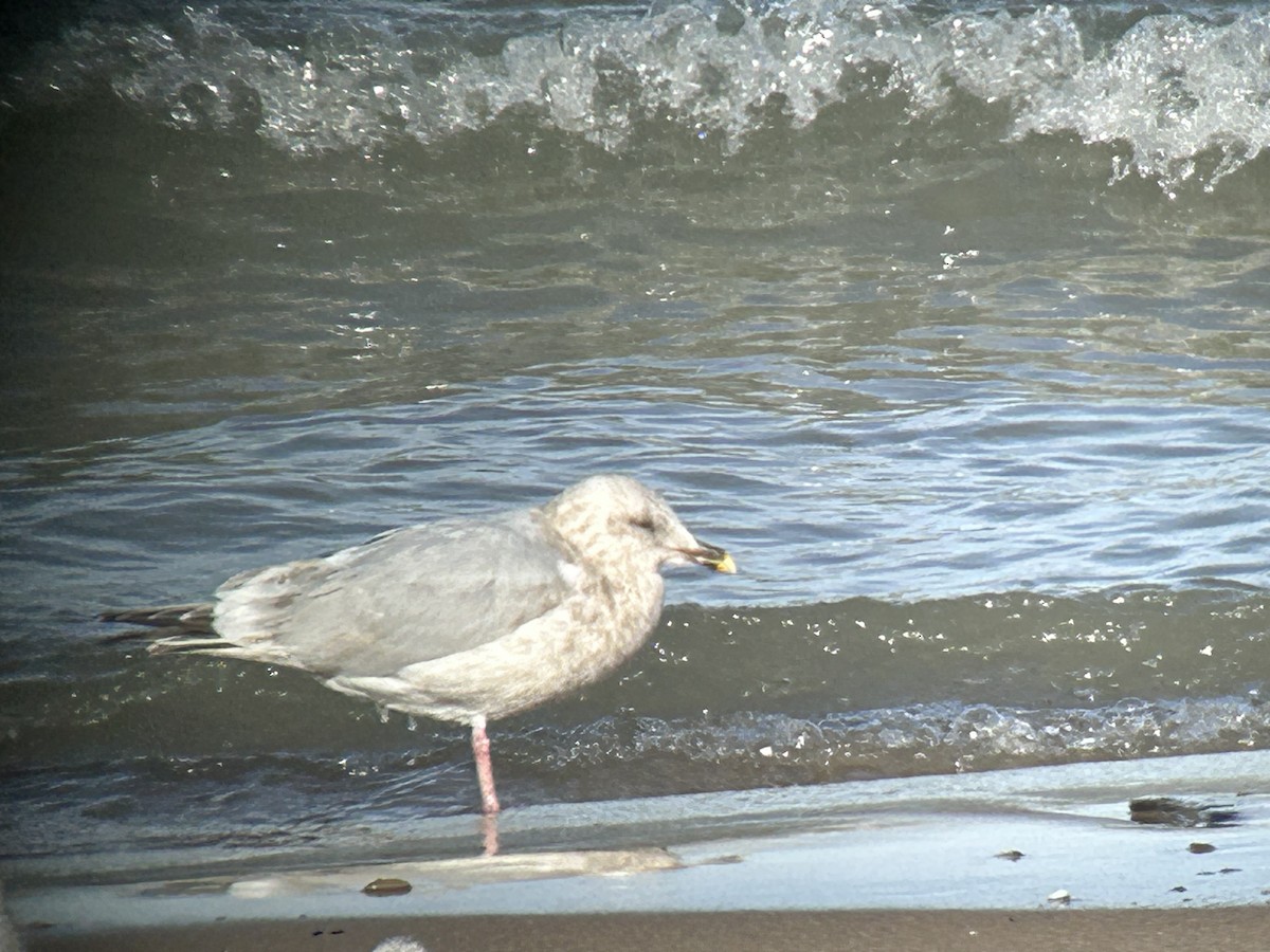 чайка sp. - ML646592383