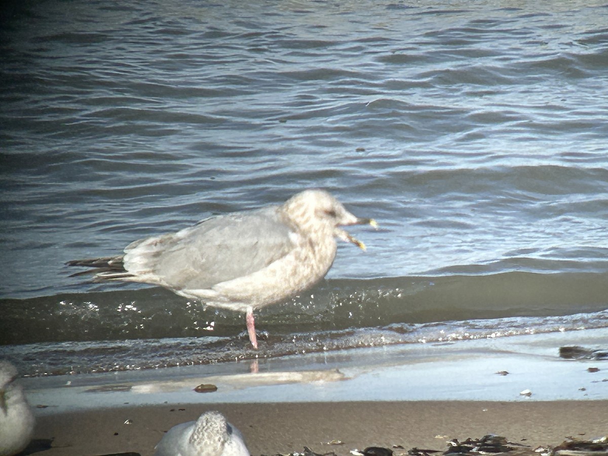 чайка sp. - ML646592384