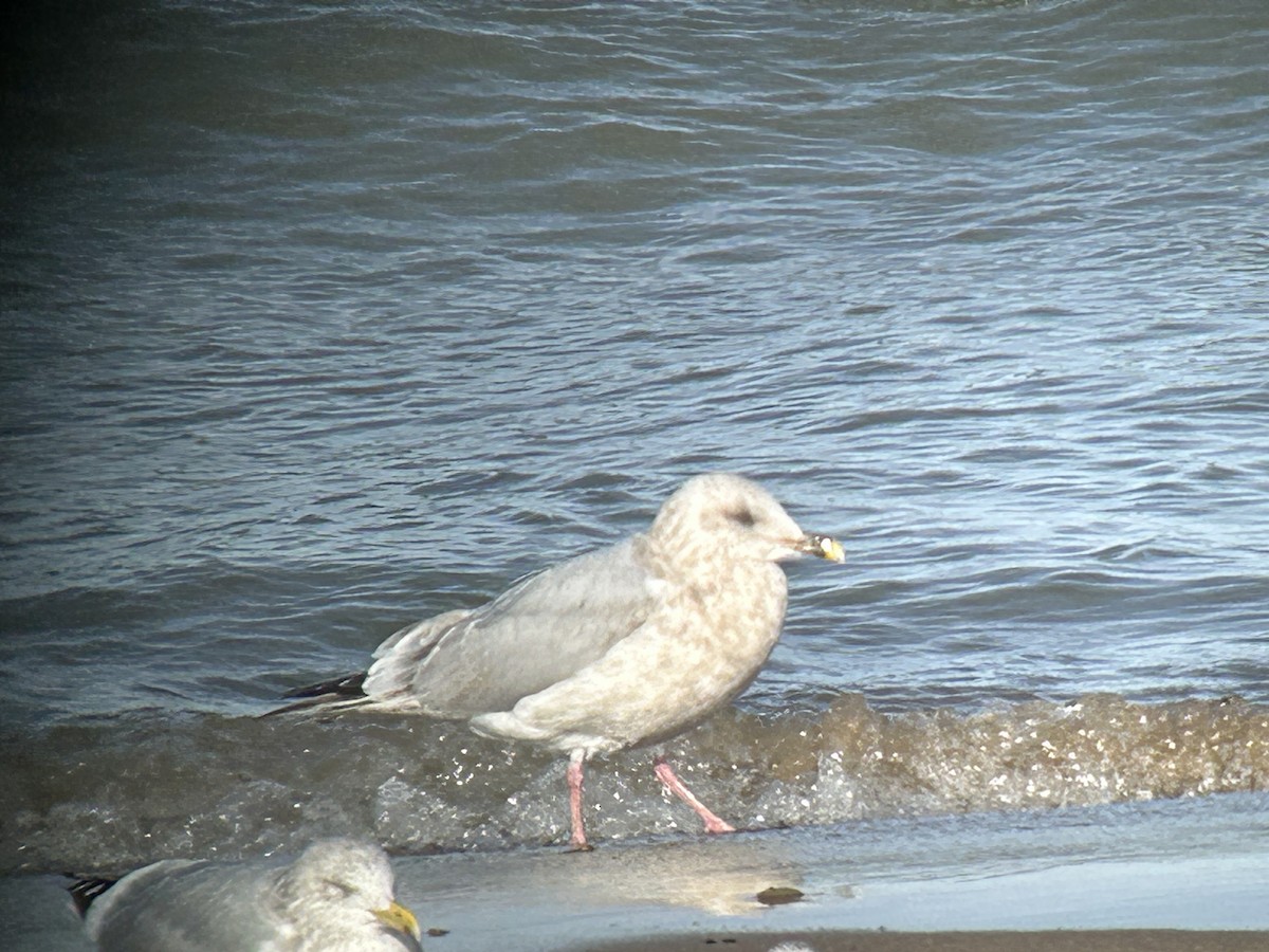 racek sp. - ML646592385