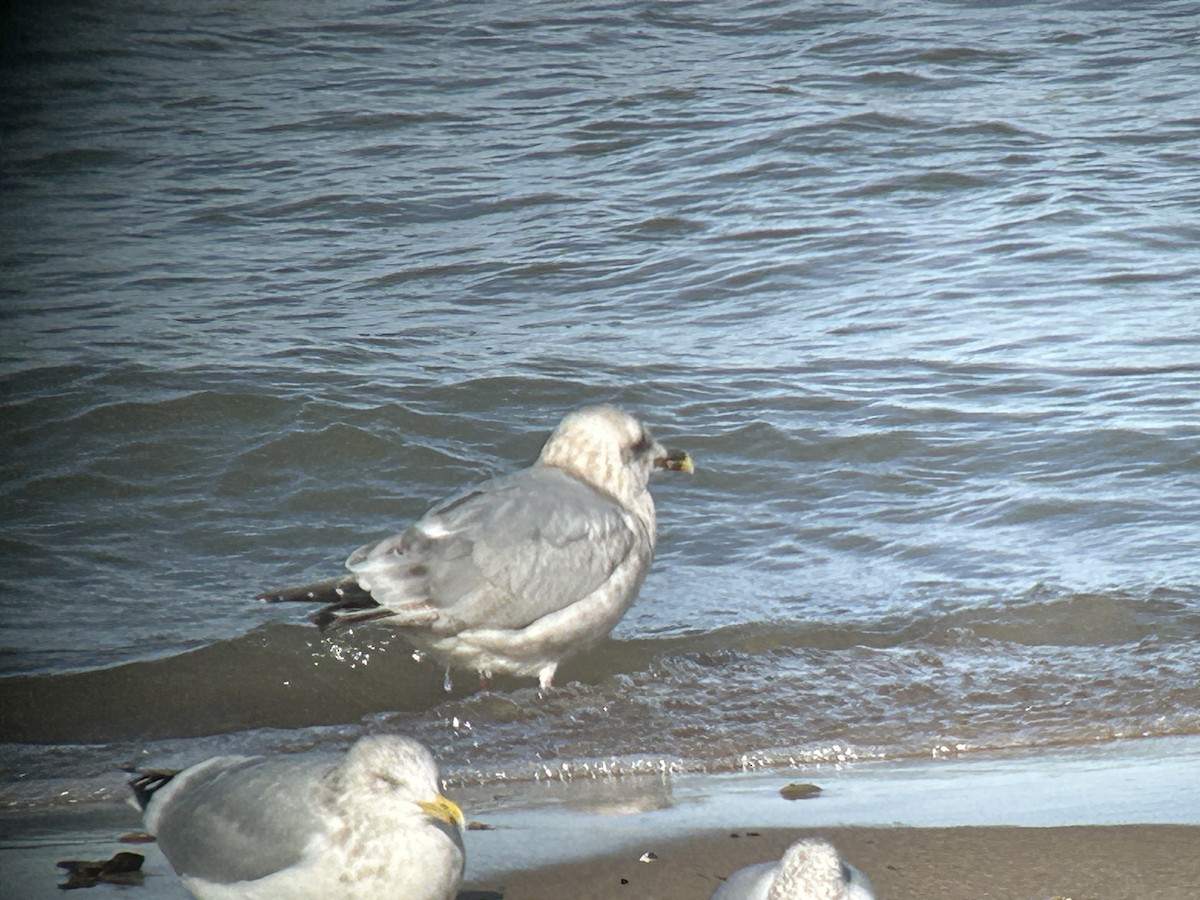 racek sp. - ML646592386