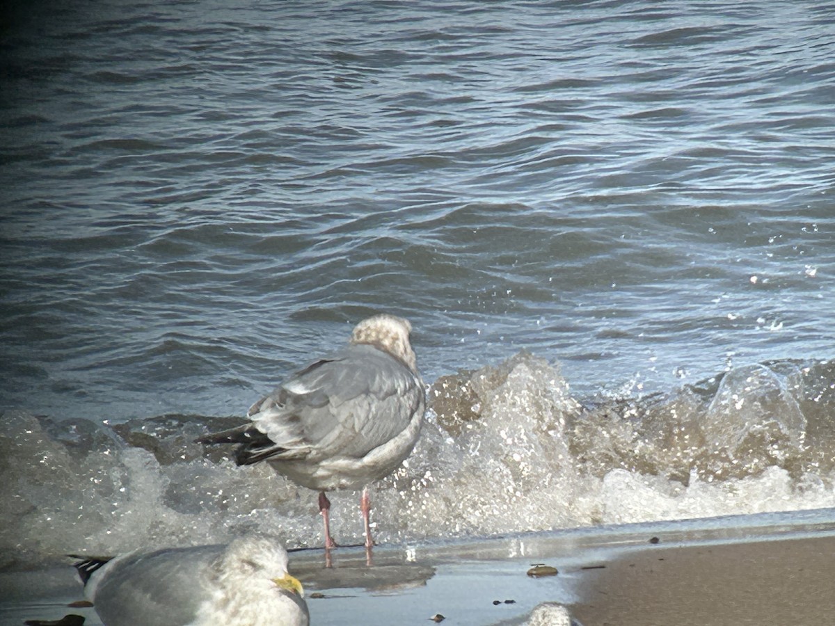 racek sp. - ML646592387