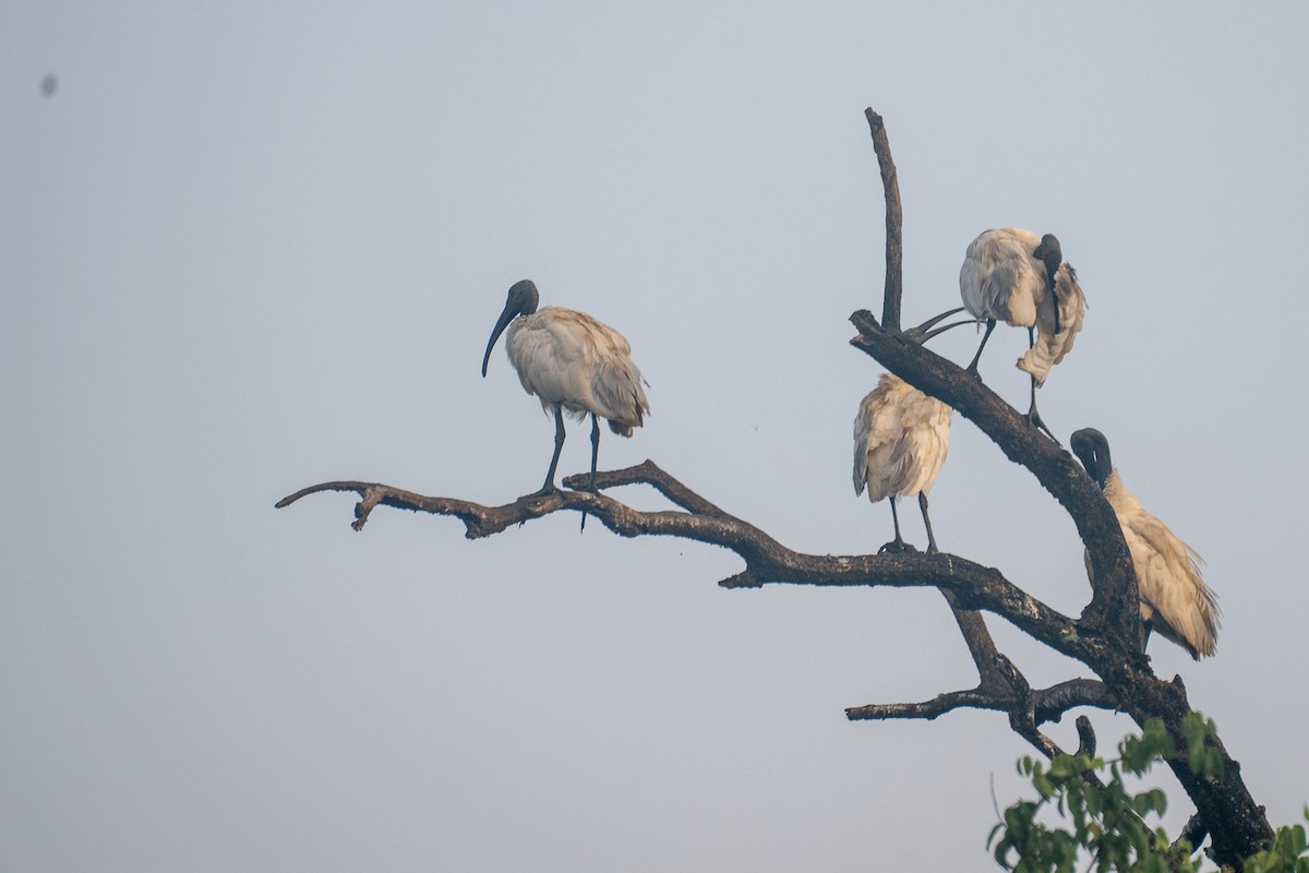 Хүрэн түрүүт билүүс - ML646592388