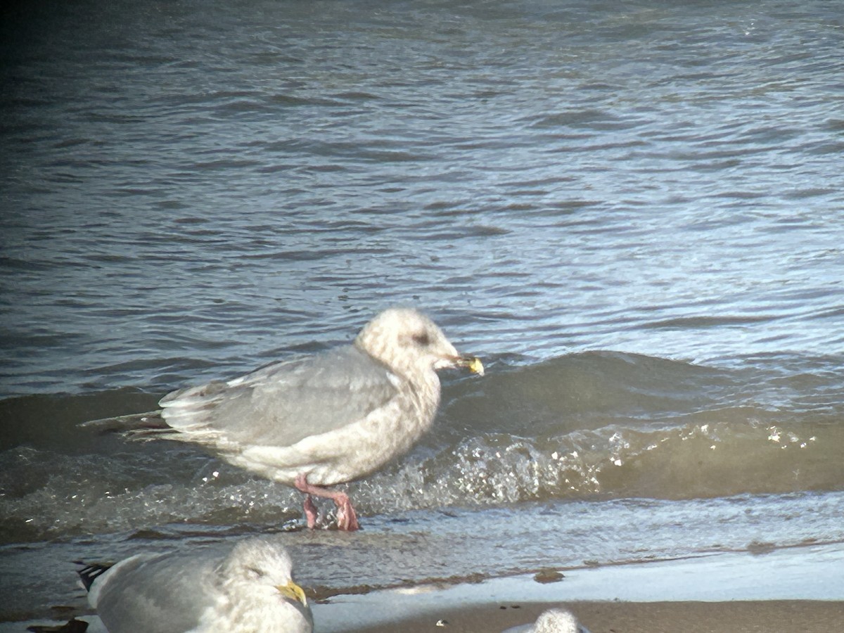 чайка sp. - ML646592389