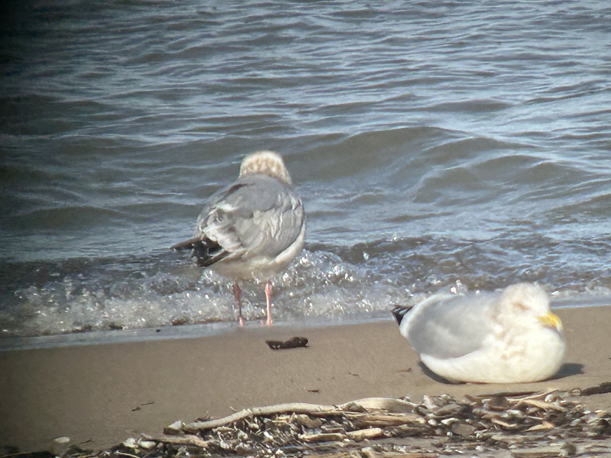 racek sp. - ML646592390