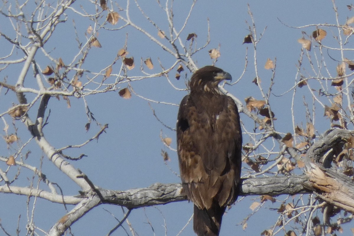 Bald Eagle - ML646592391