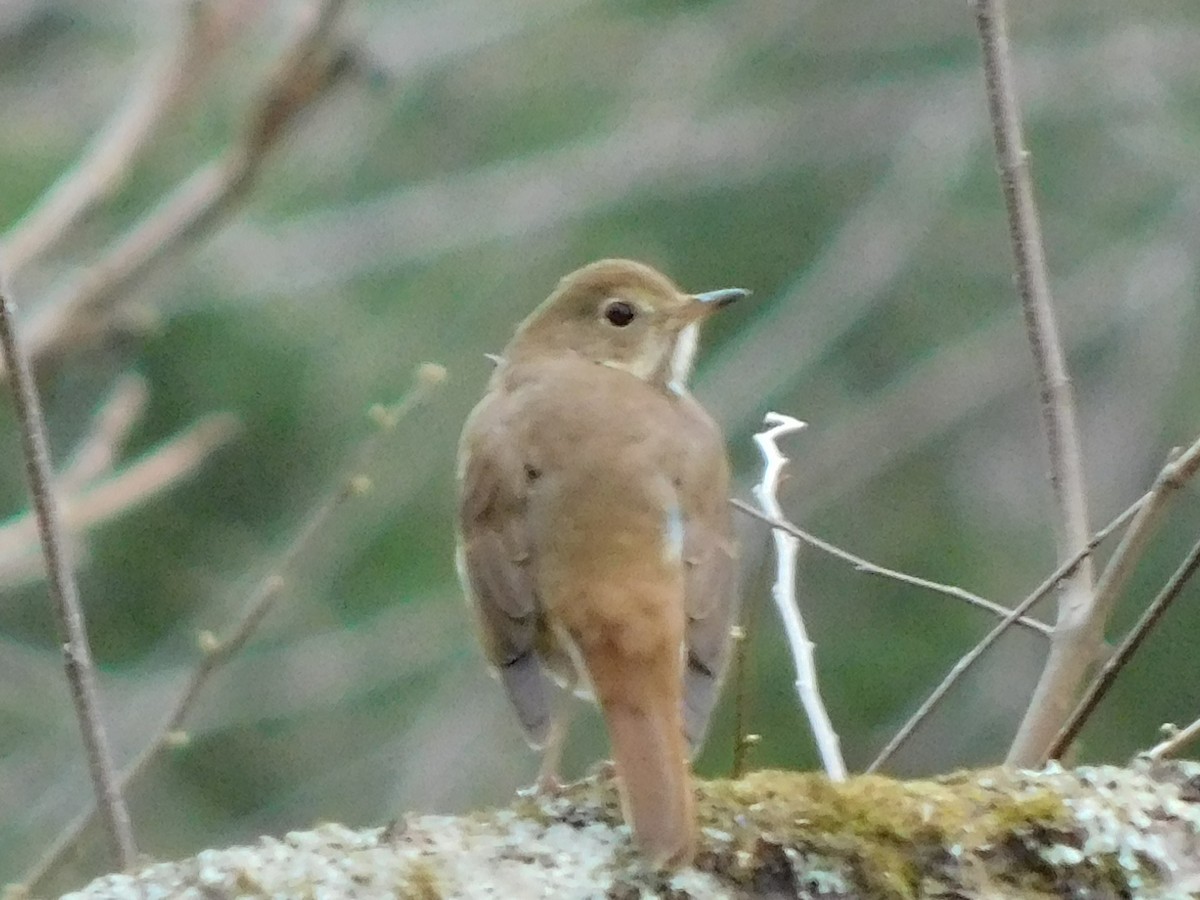 Дрізд-короткодзьоб плямистоволий - ML646592393