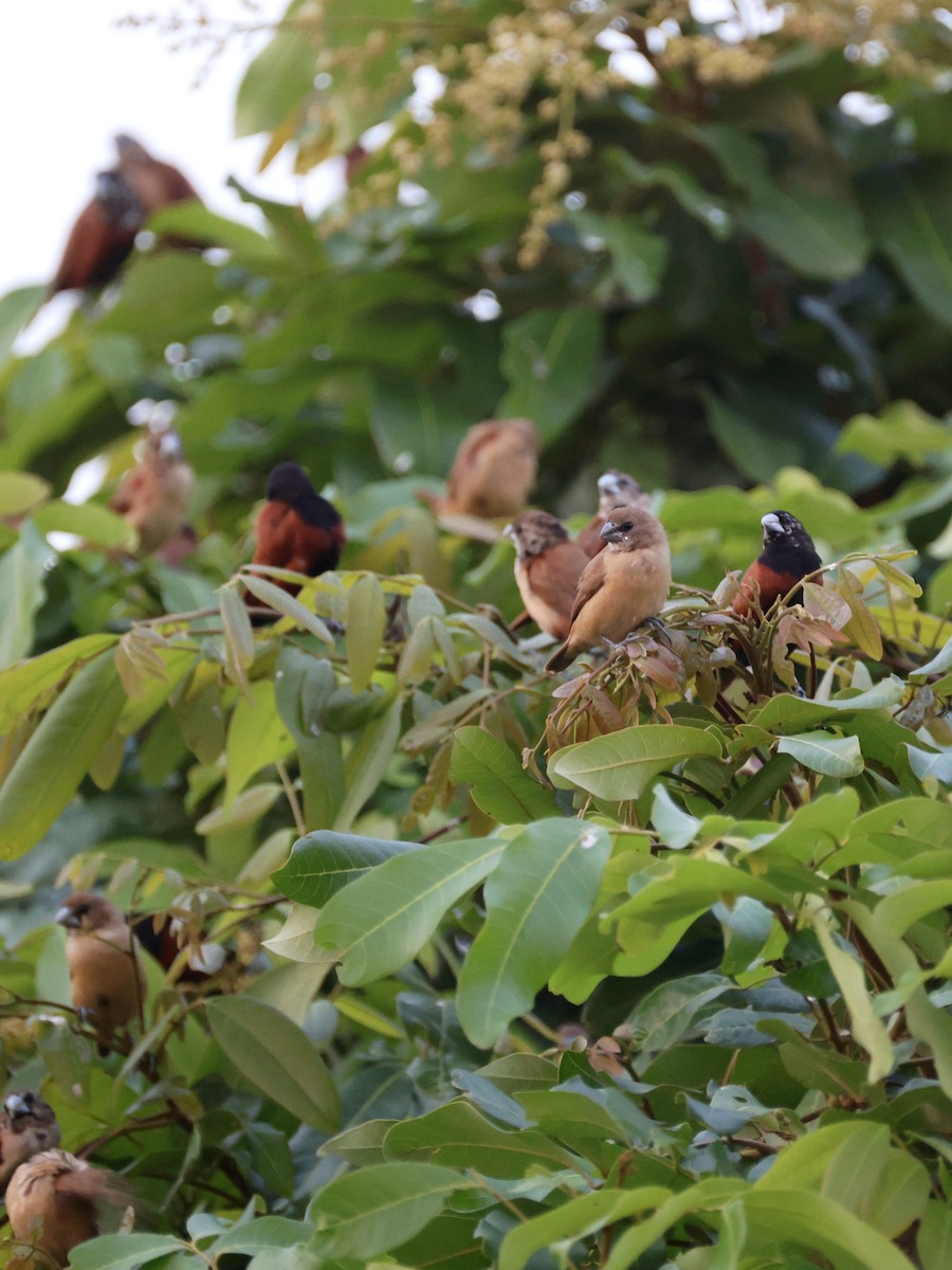 Capucin à tête noire - ML646592394