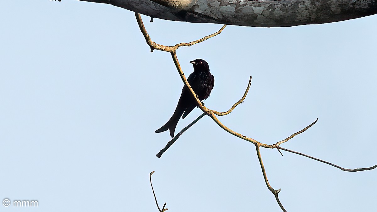 Velvet-mantled Drongo - ML646592396