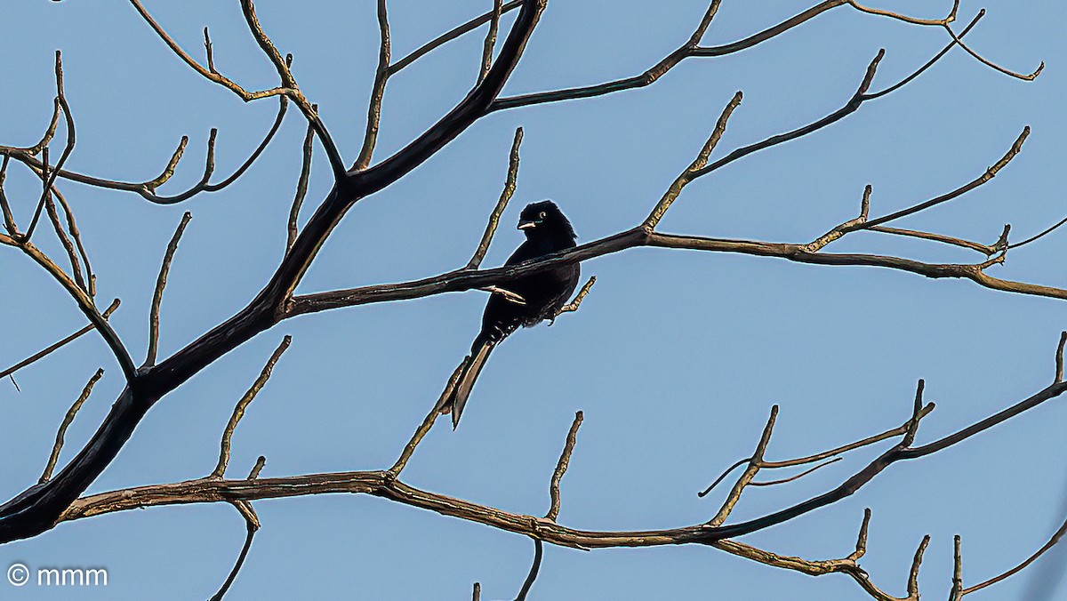 Velvet-mantled Drongo - ML646592397