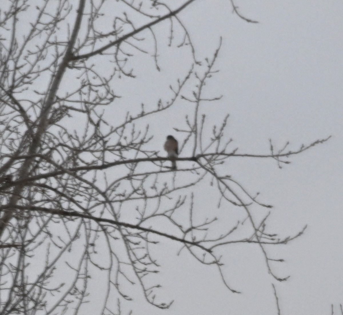 Sharp-shinned Hawk - ML646592398
