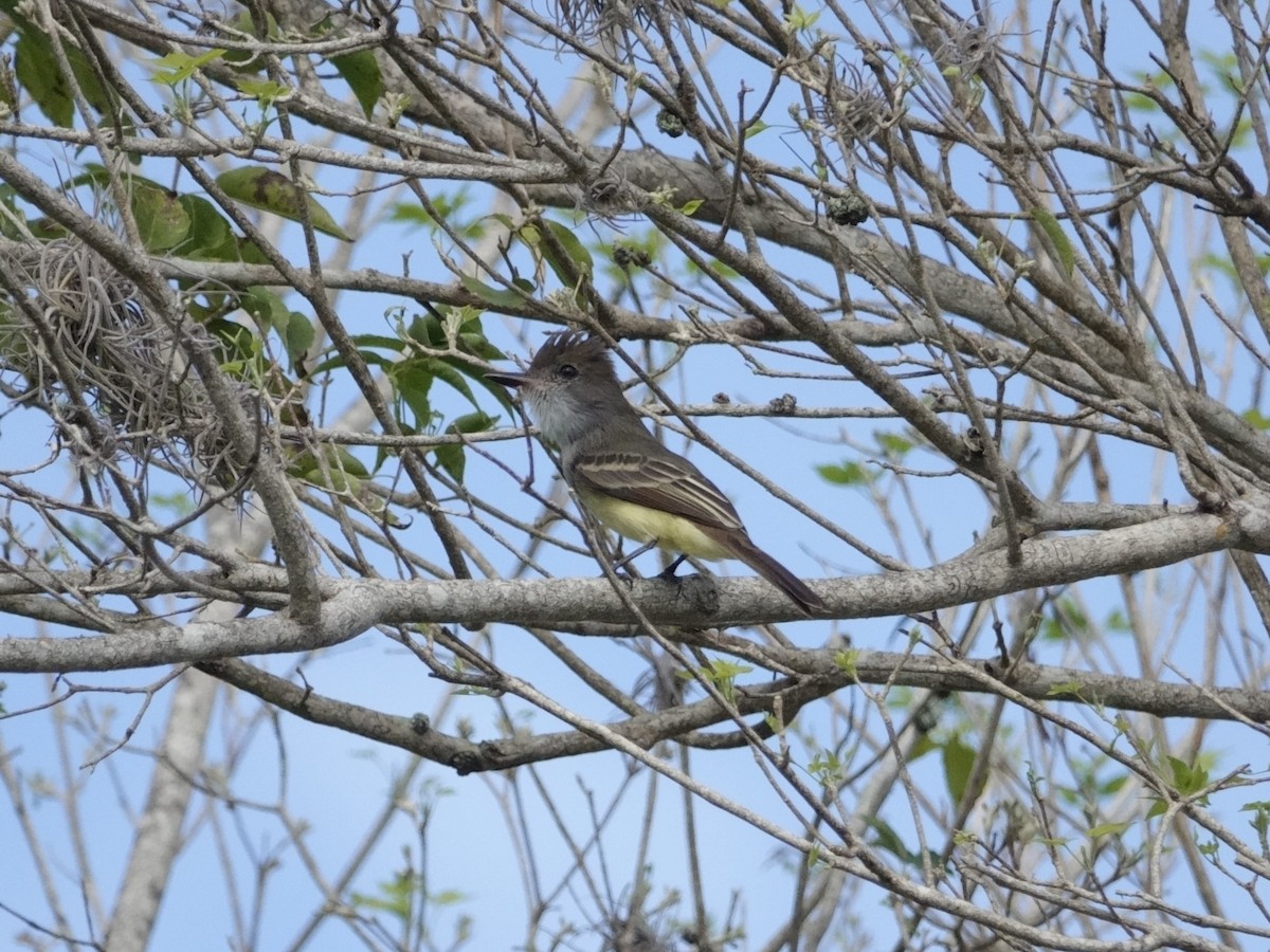 venezuelatyrann - ML646592400