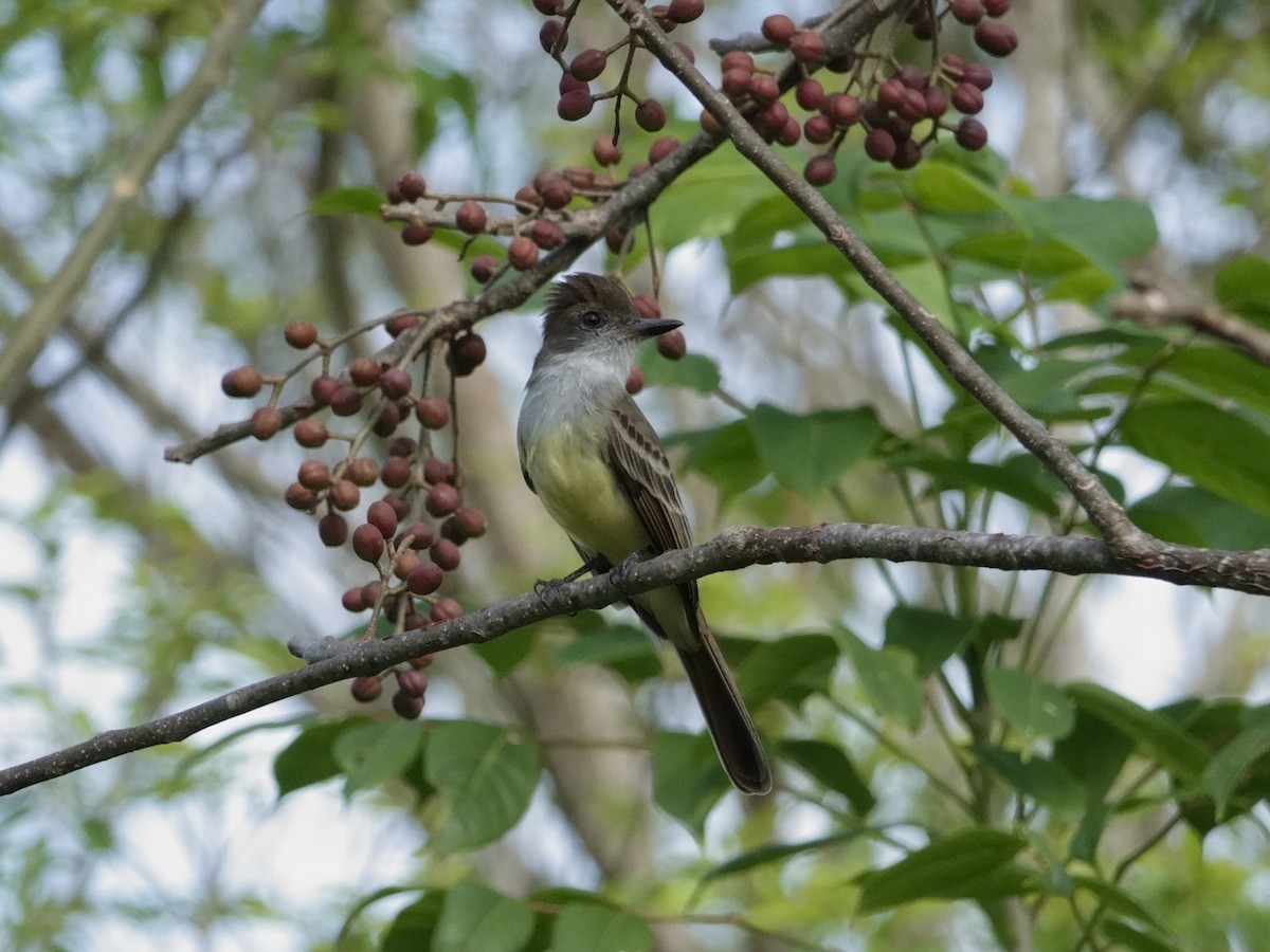 venezuelatyrann - ML646592401