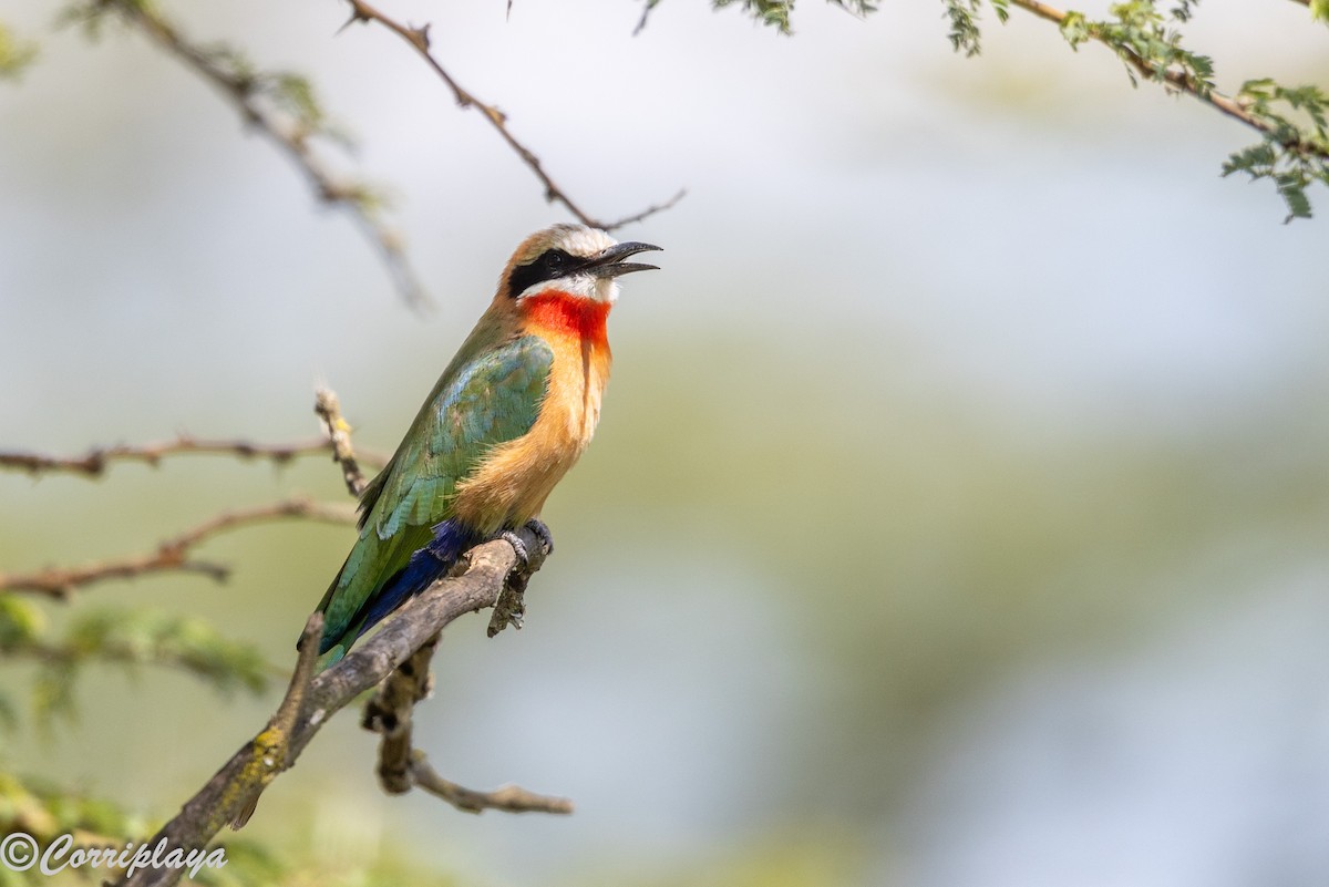 White-fronted Bee-eater - ML646592402