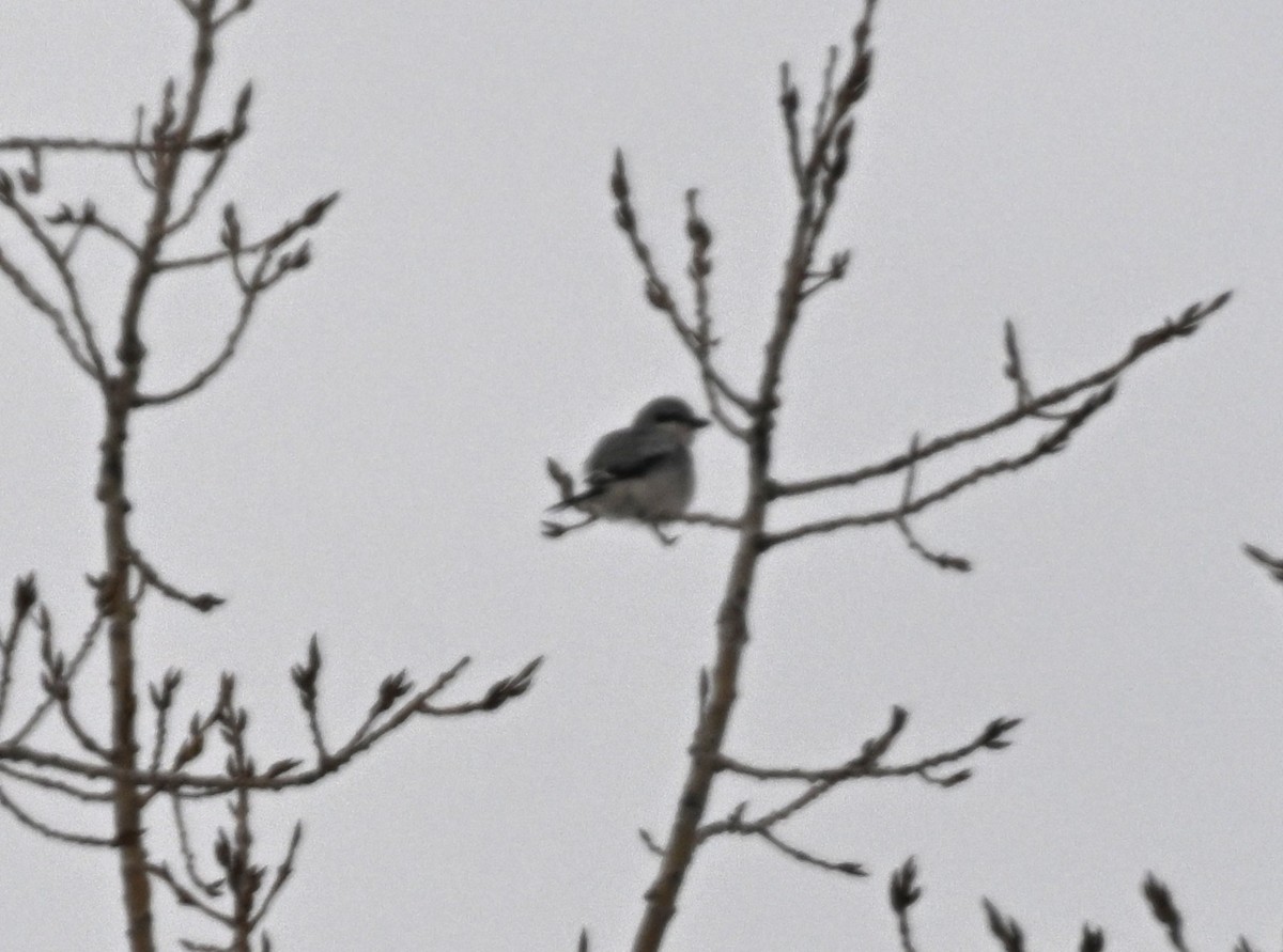 Умардын дунхай - ML646592403