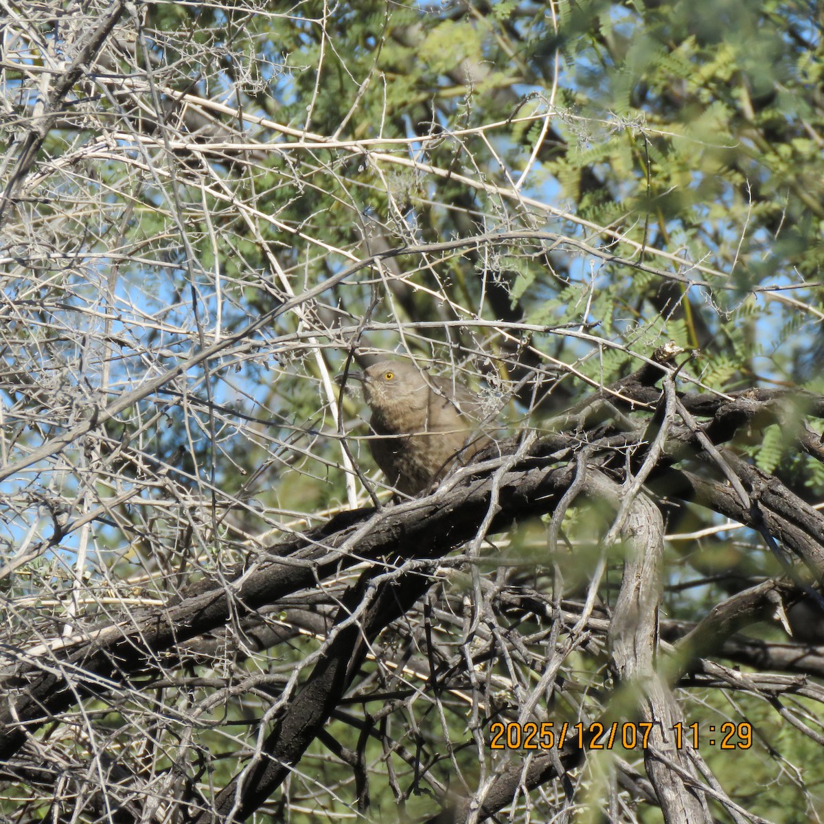Curve-billed Thrasher - ML646592405