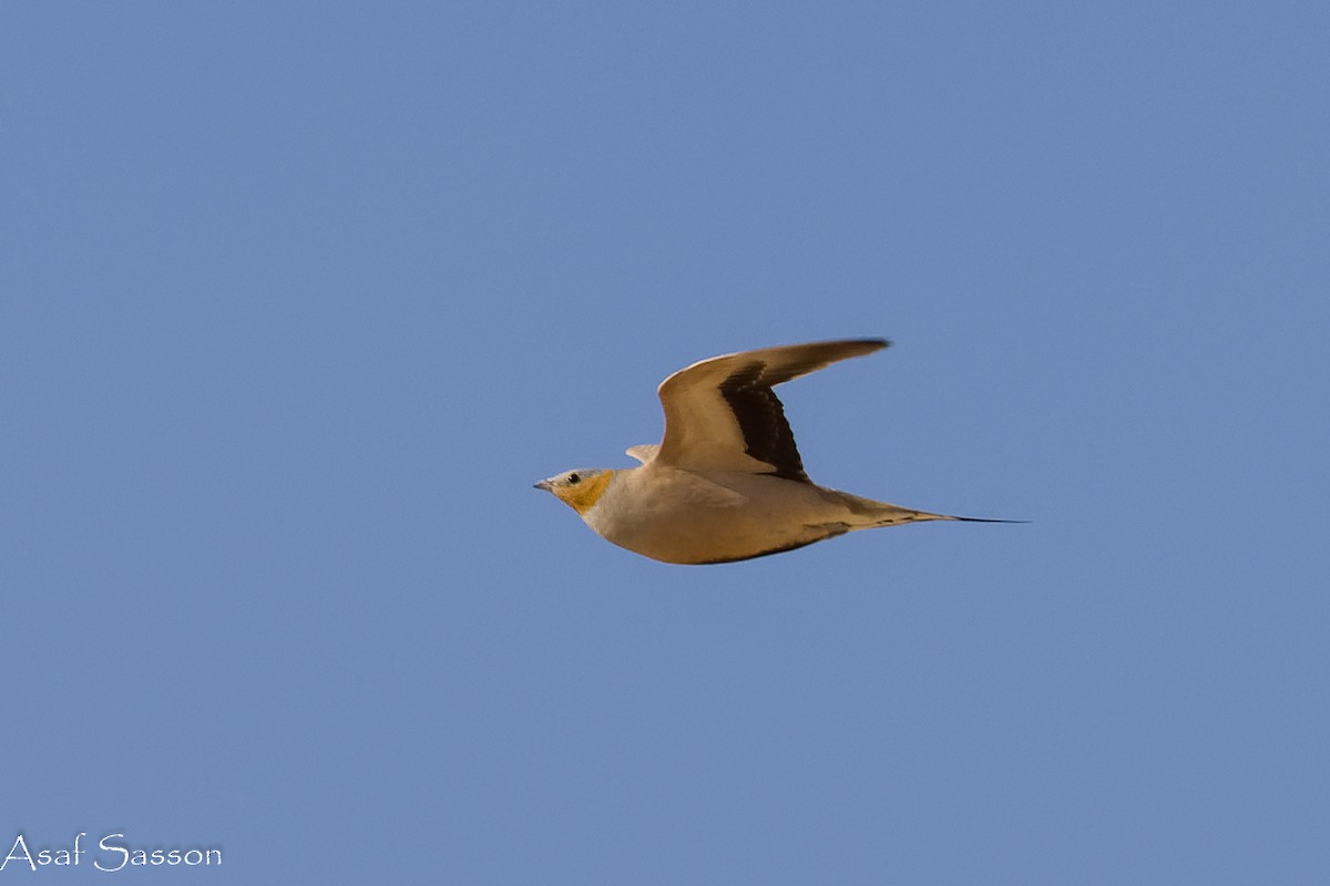 Spotted Sandgrouse - ML646592406