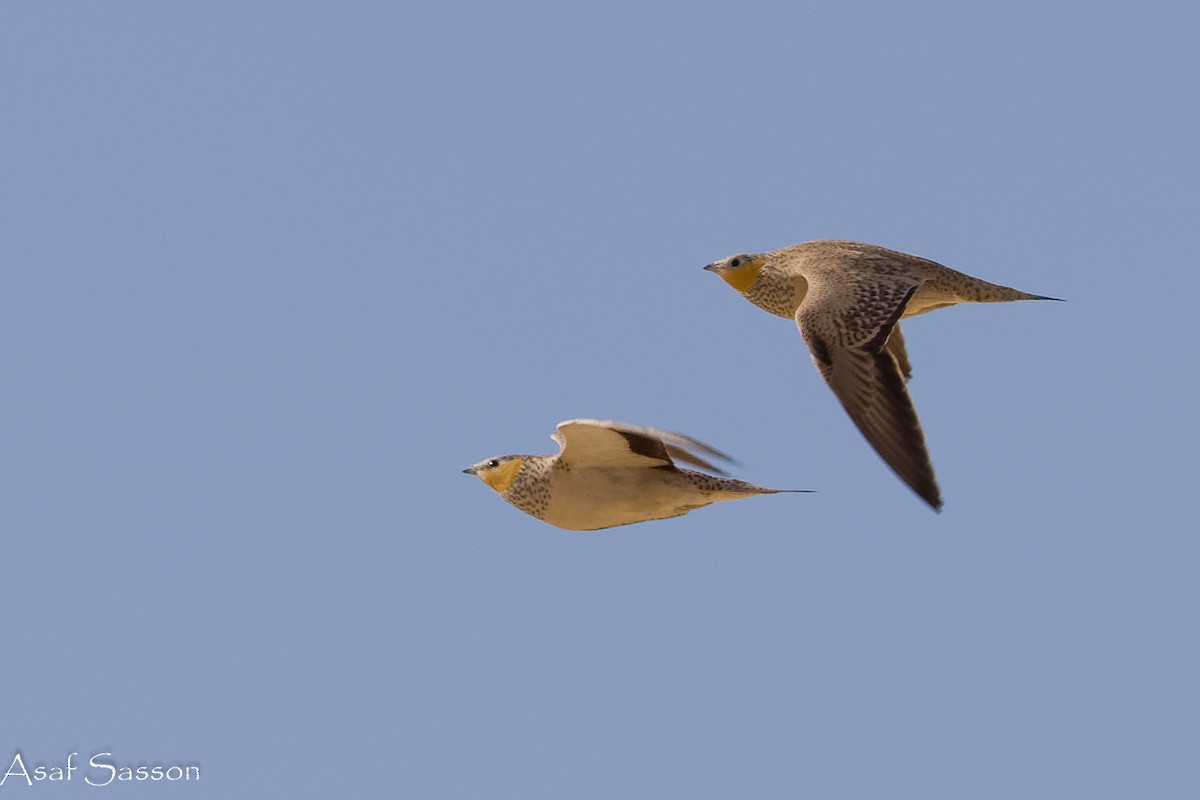 Spotted Sandgrouse - ML646592407