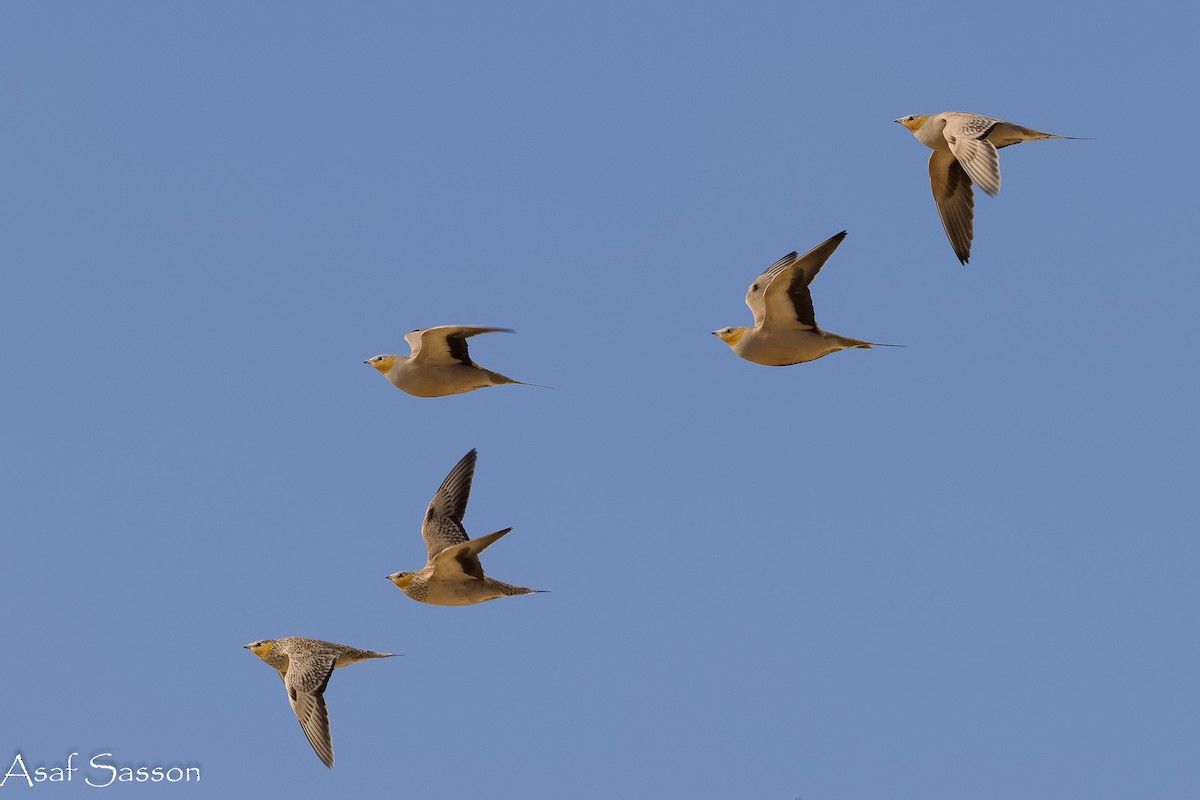 Spotted Sandgrouse - ML646592408