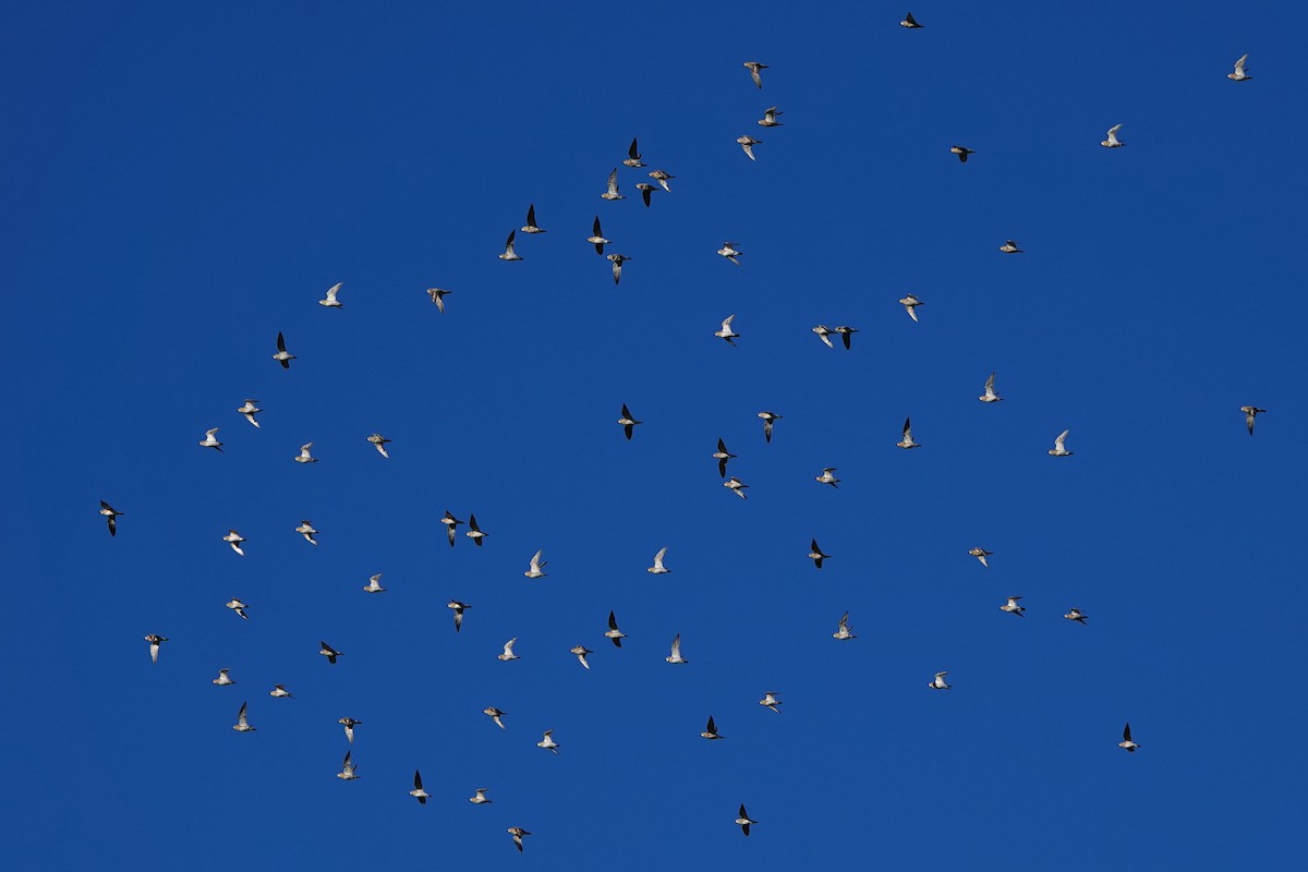 Сивка звичайна - ML646592410