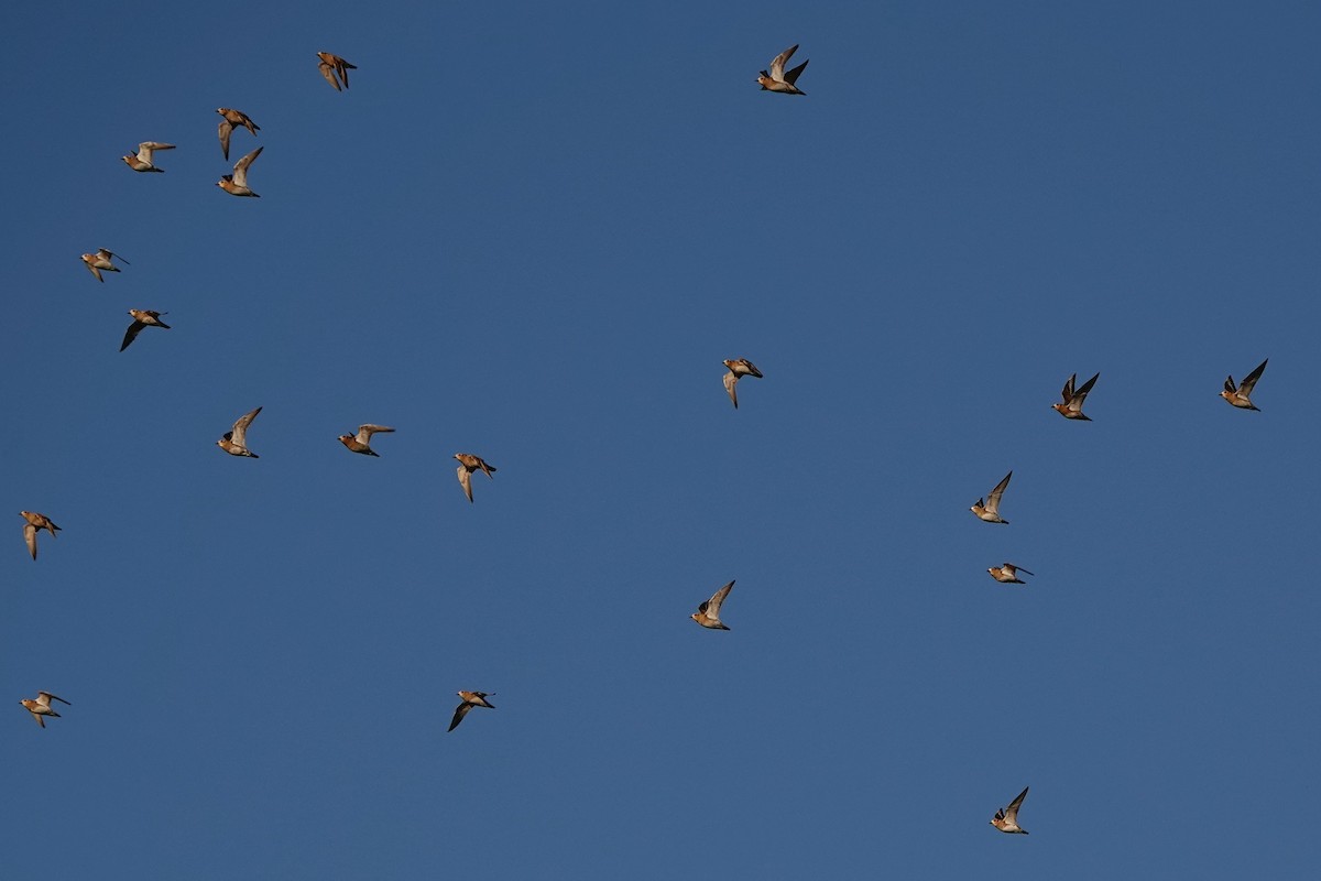 Сивка звичайна - ML646592411