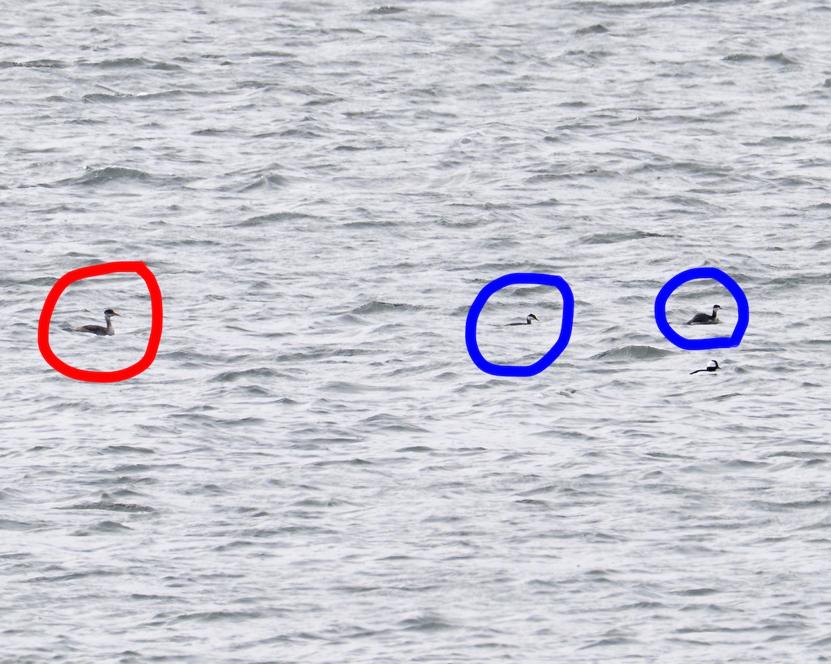 Red-necked Grebe - ML646592412