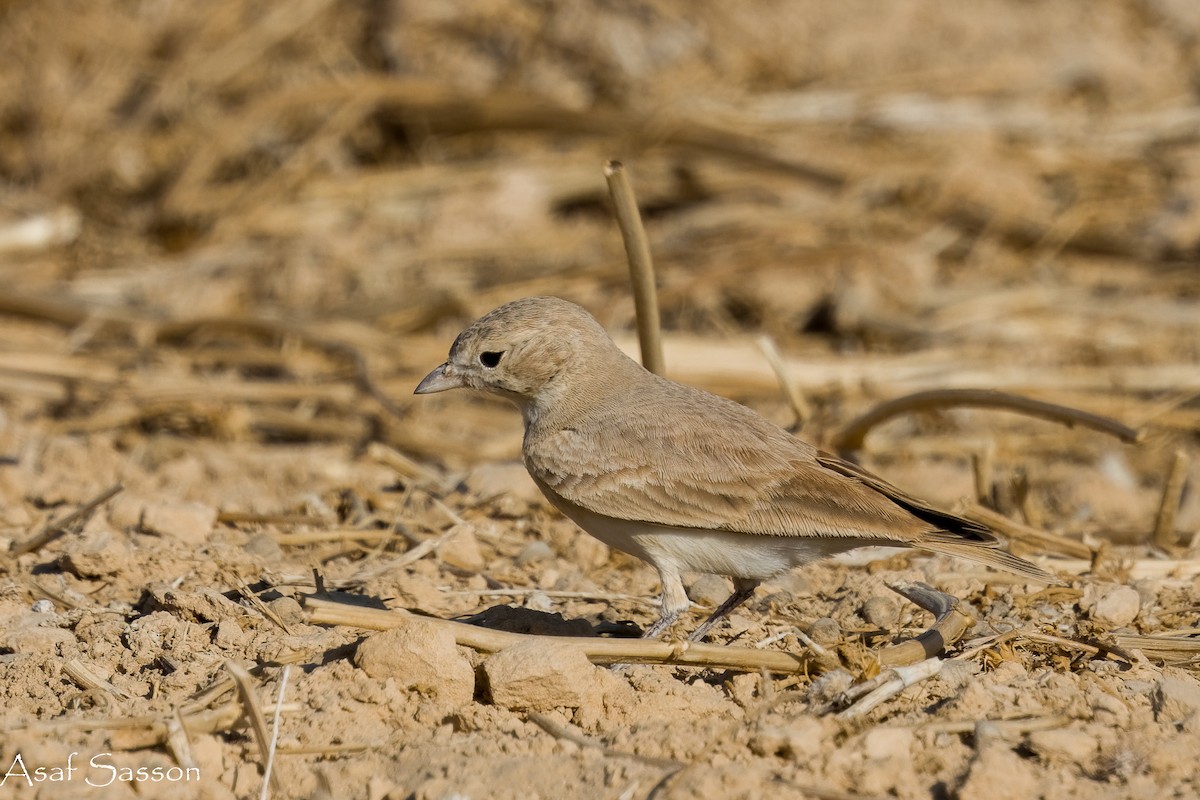 Bar-tailed Lark - ML646592413