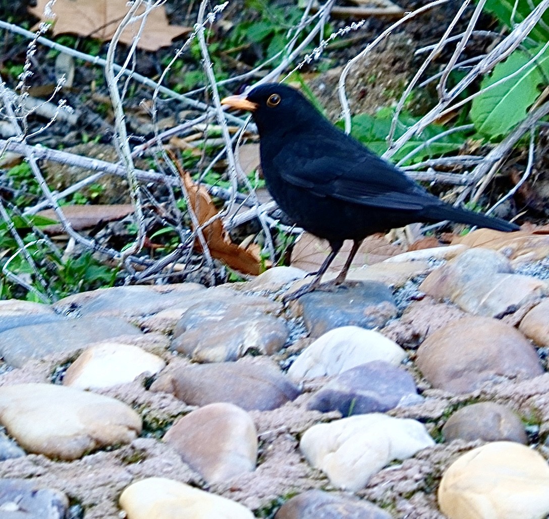 Eurasian Blackbird - ML646592414