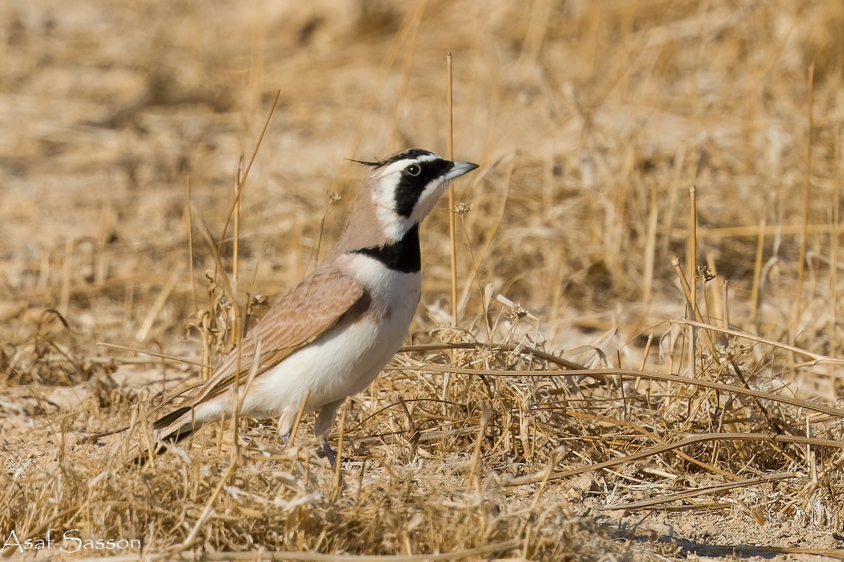 Temminck's Lark - ML646592417