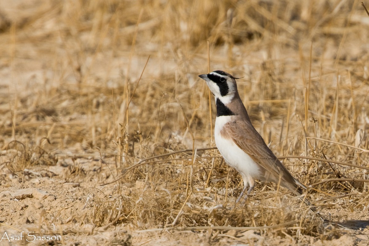 Temminck's Lark - ML646592418