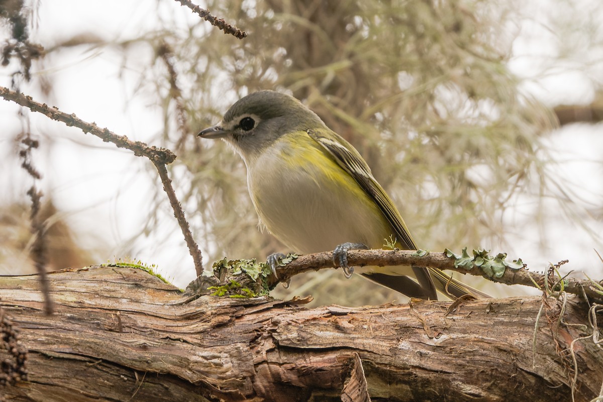 zelenáček brýlový - ML646592419