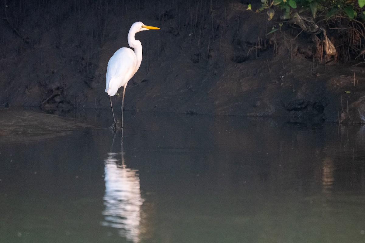 Цасч дэглий - ML646592425