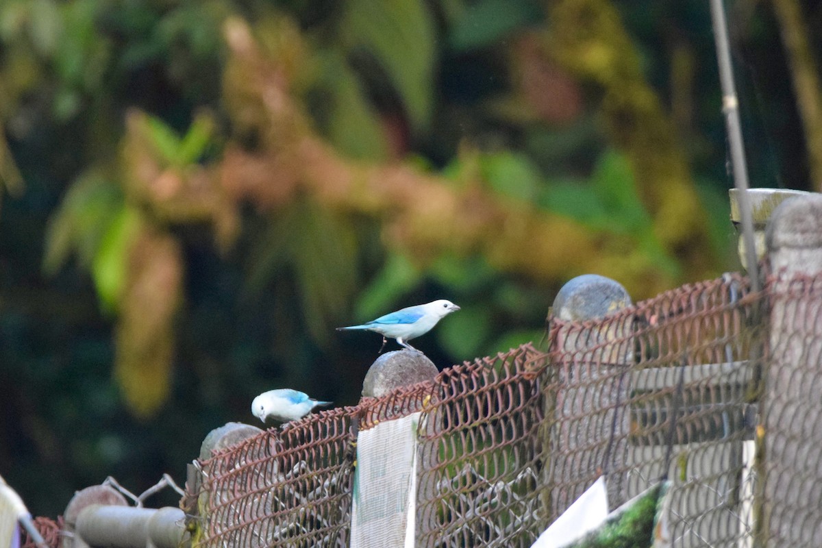 Blue-gray Tanager - ML646592426